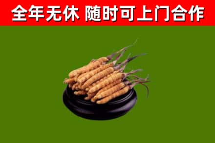 固阳回收冬虫夏草
