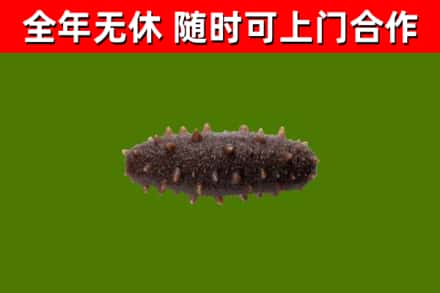 固阳回收海参干